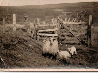 Sheep pen at front of cottage looking south. Cat Ref: HOC.Antell.PH.1.4 The rear of this photo simply says 'Hoar Oak'.