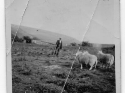Abe An tell with sheep at Hoar Oak. 

Ref: 
 OC.Antell.PH.1.2.Front
Photo Courtesy: Sandra Hughes